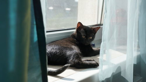 Close-up of cat on window