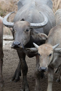 Portrait of a horse on field