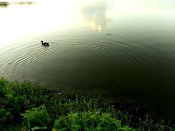 High angle view of swan swimming in lake