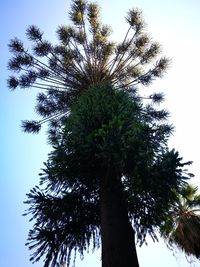 Low angle view of palm tree against clear blue sky