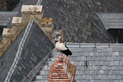 Bird on a staircase