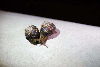 Close-up of snail