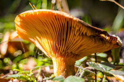 Close-up of mushroom