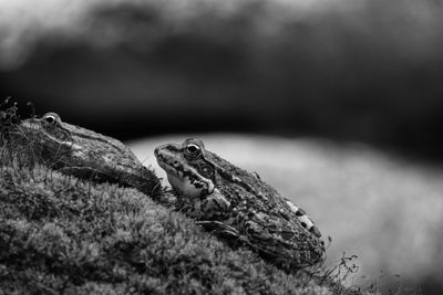 Close-up of frog on rock