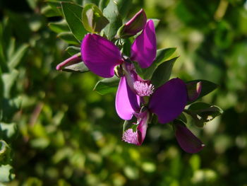 Close-up of purple flowers