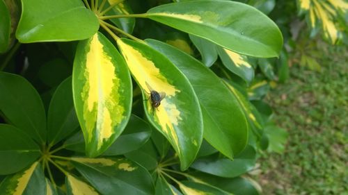 Close-up of bee on plant