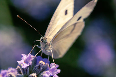 Close-up of butterfly pollinating on flower