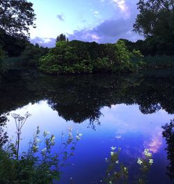 Reflection of trees in water