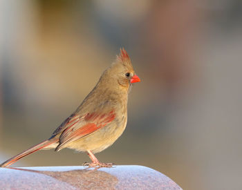 Close-up of bird perching