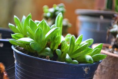 Close-up of succulent plant in pot