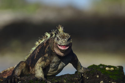 Close-up of an aggressive marine iguana