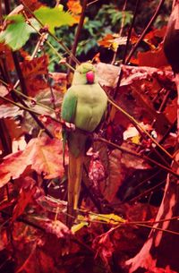 Close-up of bird perching on branch