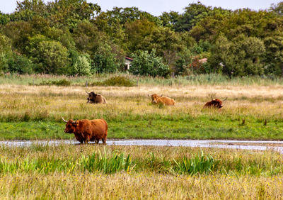 Sheep grazing in a field