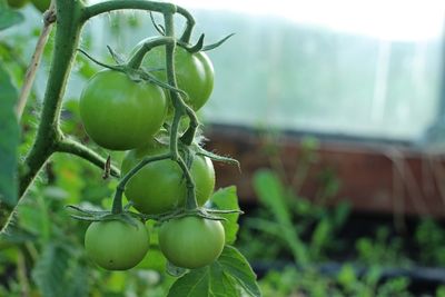 Close-up of tomatoes