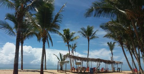 Palm trees at beach against sky