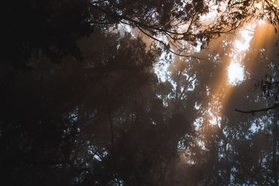 Low angle view of sunlight streaming through trees in forest