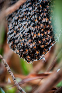 Close-up of bee on dry leaf