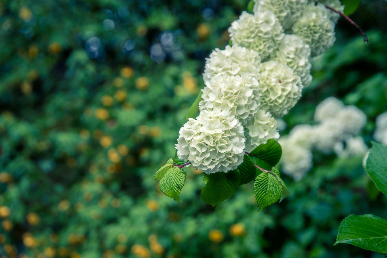 plant, green, nature, beauty in nature, flower, growth, plant part, leaf, close-up, focus on foreground, flowering plant, freshness, no people, shrub, outdoors, day, macro photography, food, blossom, food and drink, fragility, environment, vegetable, tree, white, botany, wildflower, land, sunlight