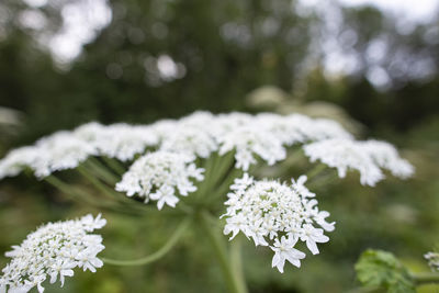 Close-up of white flowering plant