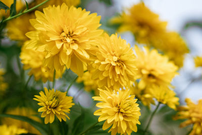 Beautiful yellow flowers close up