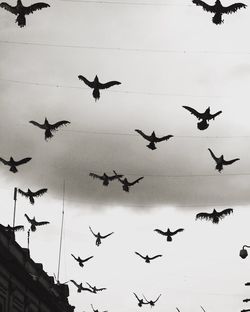 Low angle view of silhouette birds flying against sky