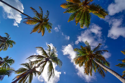 Low angle view of palm trees against sky