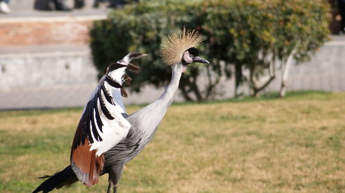 Grey crowned crane on field