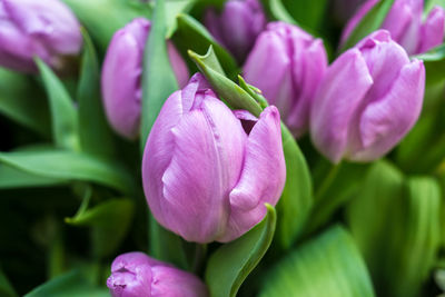 Close-up of pinkish purple tulip flowers