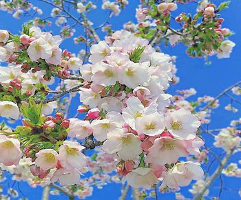 Low angle view of cherry blossoms against sky