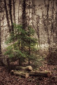 Trees in forest