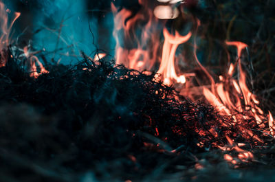 Close-up of fire in forest