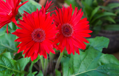 Close-up of red flowering plant