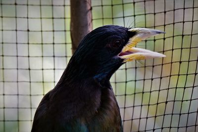 Close-up of bird in cage