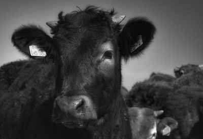Close-up portrait of cow