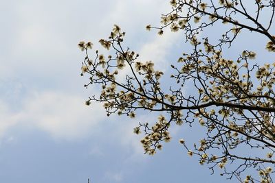 Low angle view of tree against sky