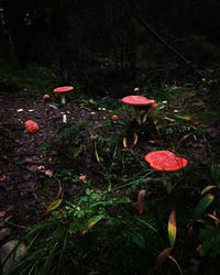 Close-up of mushroom growing on field