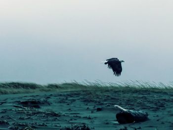 Bird flying over sea against clear sky