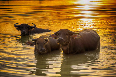 View of cattle swimming in river