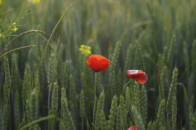 Close-up of red poppy blooming in field