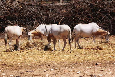 Horses grazing on field