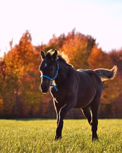 Black dog on field against sky