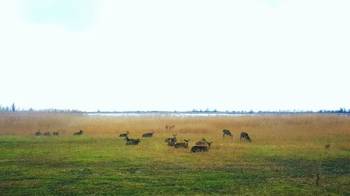 Sheep grazing on grassy field