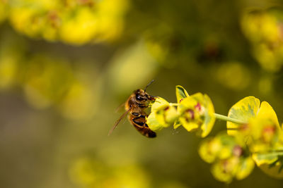 Close-up of bee pollinating on flower