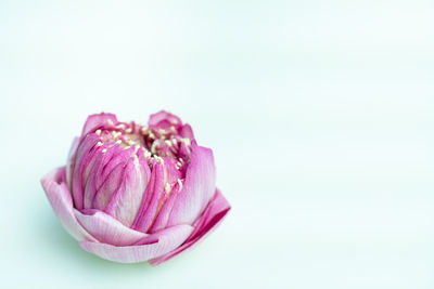 Close-up of pink flower over white background