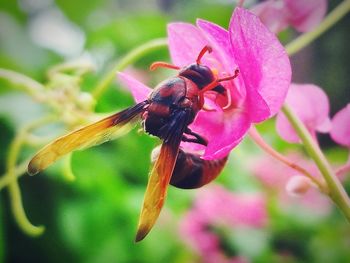 Close-up of insect on flower