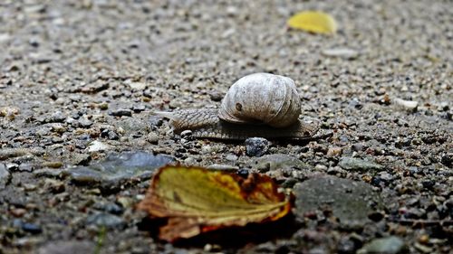 Close-up of shell on beach