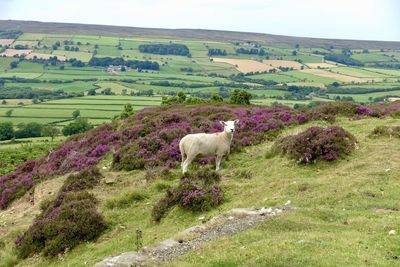 View of a sheep on landscape