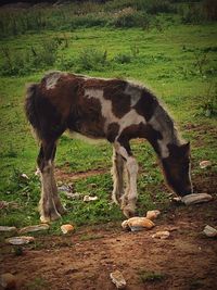 Horse grazing on field