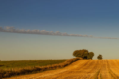 Scenic view of agricultural field against clear sky