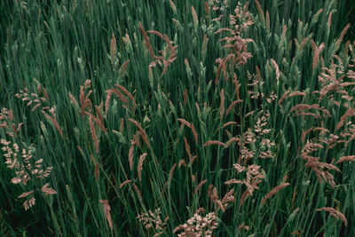 plant